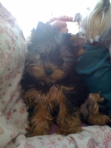 Cachorrita mostrando todos sus rasgos de Yorkshire..Madison de Minaterra.