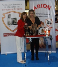 MINATERRA: YORKSHIRE TERRIER SPECIALITY SHOW AECYT MALAGA 2015.
