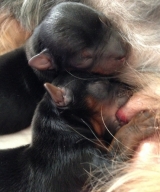 Minaterra MAVERICK y TOP GUN, recien nacidos.