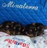 Minaterra ALISON, GATSBY, GRAHAM y ERASMO.