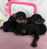 Minaterra CANDELA, REBECA y GINEBRA.