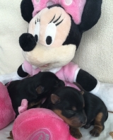 Minaterra CHARLOTTE y WENDY.