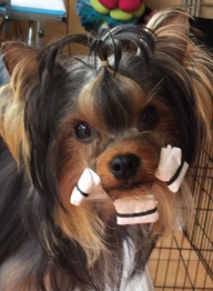 GIB B W MINATERRA GATSBY