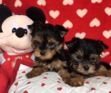 Minaterra CHARLOTTE y WENDY.