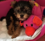 Minaterra CHARLOTTE.