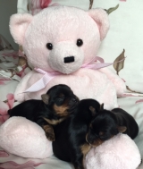 Minaterra PELAYO, SABRINA y SOFIA.