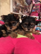 Minaterra CHARLOTTE y WENDY.