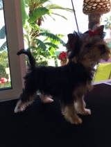 Minaterra CHARLOTTE.