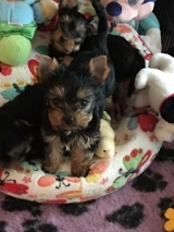 Minaterra PELAYO y SABRINA.