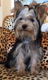 Minaterra CHARLOTTE, con 5 meses.