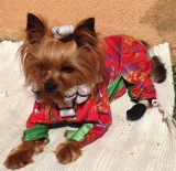 SHINE tomando el sol.