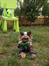 ENZO y su juguete en el jardín.