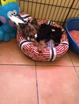 Minaterra MAVERICK 7 meses.