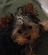 MINATERRA TRIANA con 4 meses.