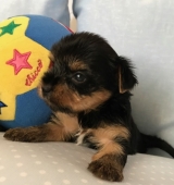 MINATERRA INDIA, con 1 mes.