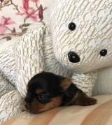 MINATERRA BLUE ROMY, con 14 días.