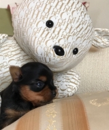 MINATERRA BLUE ROMY, con 14 días ya abrió sus ojitos.