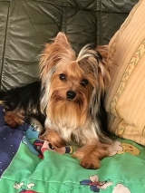 Minaterra PELAYO 8 meses.... en el sofá.