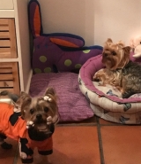 Minaterra SOFIA y SHINE.