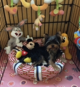 Minaterra GATSBY, 6 meses.