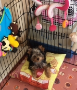 Minaterra CHARLOTTE con 4 meses.