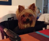 Minaterra MADISON en su sillita de la mesa.