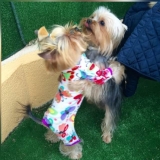 ENZO y ROMEO, jugando,....padre e hijo.