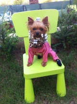 Nuestra pequeña SHINE.