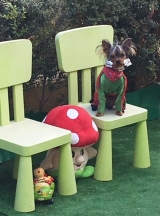 Minaterra GATSBY....Hijo de SHINE, la misma pose en la misma silla que su madre.