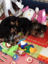 Minaterra SOFIA y PELAYO.