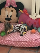 Minaterra SOFIA con sus juguetes.