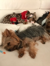 Minaterra MADISON y Minaterra SOFIA, abuela y nieta.