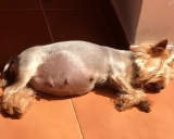 Mia a punto de tener sus bebés tomando el sol.