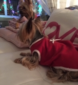 Minaterra MADISON y MIA, Navidades.