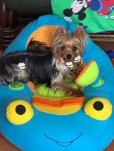 Minaterra PELAYO con 10 meses.