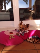 SHINE...descanso despues de empaquetar.