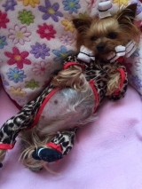 Nuestra niña SHINE en su primer embarazo.