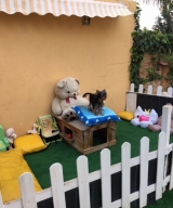 Minaterra GATSBY... le encantan las alturas.