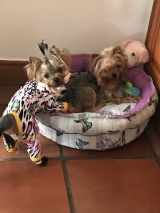 Minaterra SOFIA y SHINE....siempre jugando juntas.