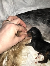 Minaterra ATHINA, recién nacída.