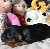 Minaterra MERRY, ocho días.