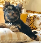 Minaterra MERRY, con 2 meses y medio.