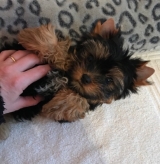 Minaterra MERRY, con 2 meses y medio.