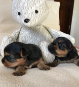 Minaterra HARPER BLUE y OLIVER BLUE.