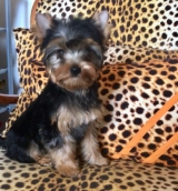 Minaterra HARPER BLUE, con 2 meses.