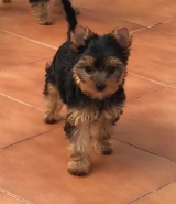 Minaterra HARPER BLUE, con 2 meses y medio.