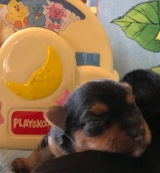 Minaterra HARPER BLUE, con 10 días.