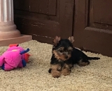 Minaterra HARPER BLUE, con 3 meses.