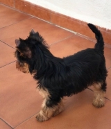 Minaterra HARPER BLUE, con 3 meses.