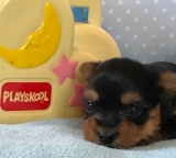 Minaterra BLUE ROMY con 15 días.